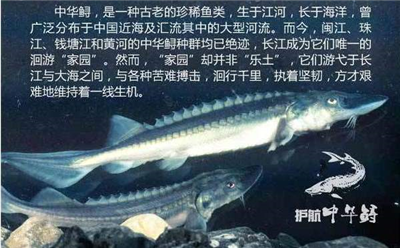 Let's get to know the ancient species of Chinese sturgeon